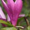 Purpur-Magnolie `Susan´ Magnolia Liliiflora `Susan´ 1 Purpur-Magnolie `Susan´ Magnolia Liliiflora `Susan´ -Pflanzensamenladen Magnolia Susan