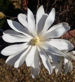 Sternmagnolie Magnolia Stellata