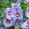 Hibiskus `Marina´ Hibiscus Syriacus `Marina -Pflanzensamenladen Marina