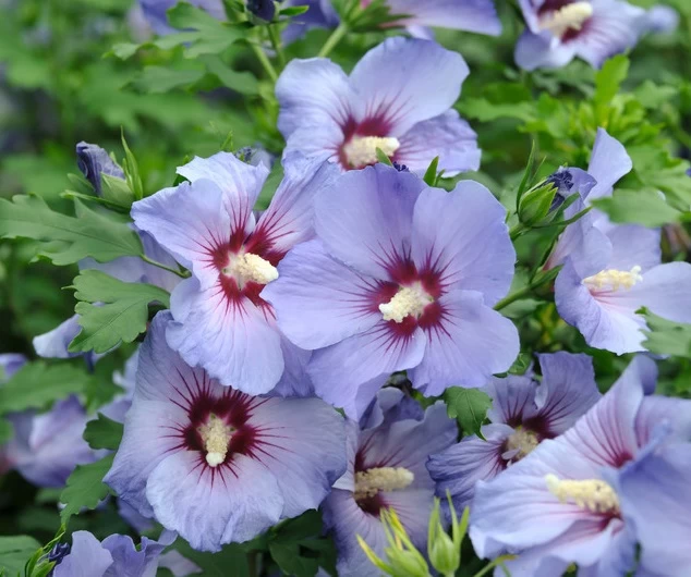 Hibiskus `Marina´ Hibiscus Syriacus `Marina 3 Hibiskus `Marina´ Hibiscus Syriacus `Marina