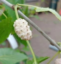 Weiße Maulbeere Morus Alba