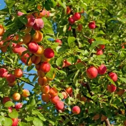 Mirabelle `Show Late´ Prunus Domestica Susp. Syriaca `Show Late´