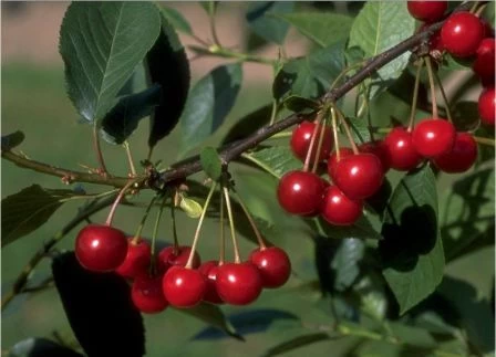 Morina ® Prunus Cerasus `Morina´ 3 Morina ® Prunus Cerasus `Morina´