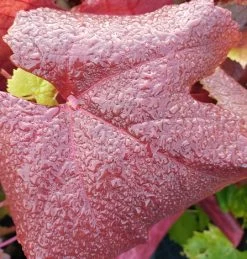 Blauer Muskateller Vitis `Blauer Muskateller´ 10 Blauer Muskateller Vitis `Blauer Muskateller´ -Pflanzensamenladen Muskateller herbstf rbung