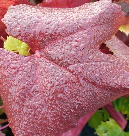 Blauer Muskateller Vitis `Blauer Muskateller´ 6 Blauer Muskateller Vitis `Blauer Muskateller´ – Bild 4