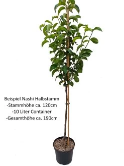 Nashi Kosui Pyrus Pyrifolia `Kosui´ -Pflanzensamenladen Nashi Halbstamm1rWfHuOKIhj0uV