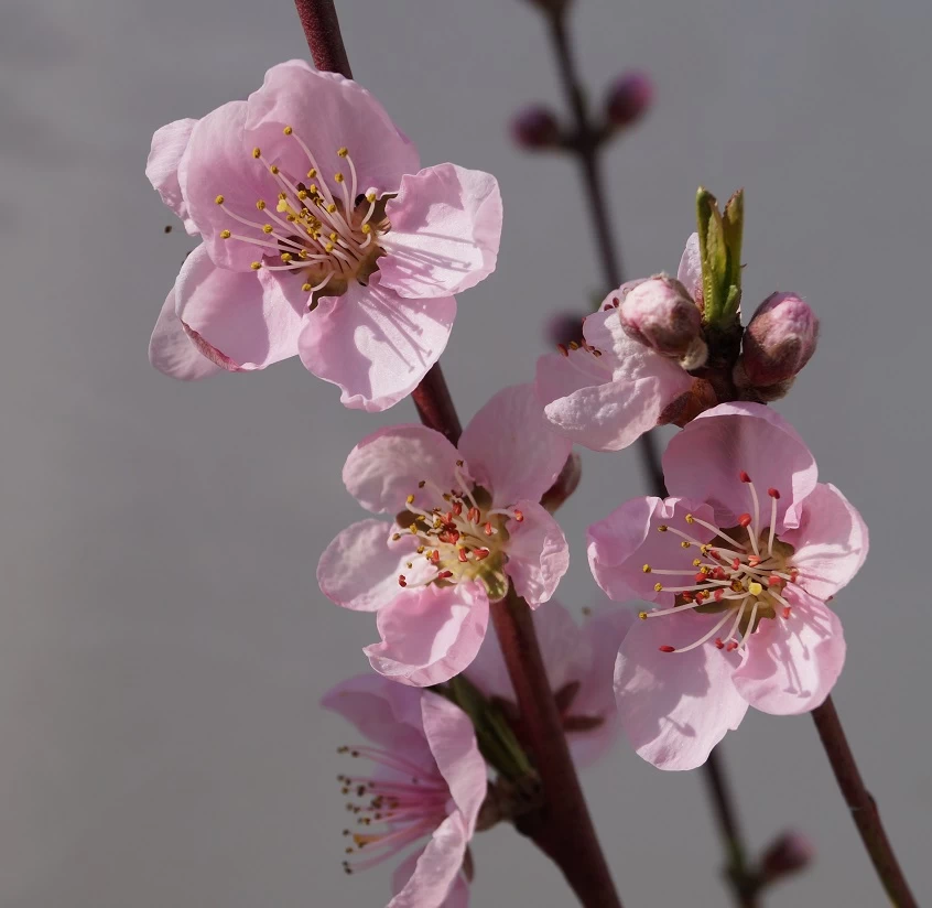 Nektarine `Flavortop´ Prunus Nucipersica `Flavortop´ 4 Nektarine `Flavortop´ Prunus Nucipersica `Flavortop´ – Bild 2