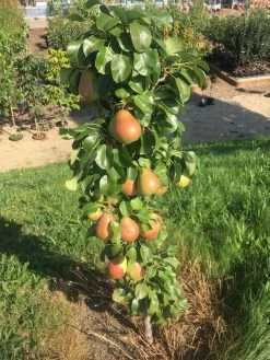 Säulenbirne `Obelisk®´ Pyrus Communis `Obelisk®´ -Pflanzensamenladen Obeslisk2