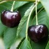 Oktavia Prunus Avium `Oktavia´ -Pflanzensamenladen Oktavia574ff24be4c03