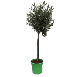 Olivenbaum - Stämmchen Olea Europaea -Pflanzensamenladen Olivenbaum 1
