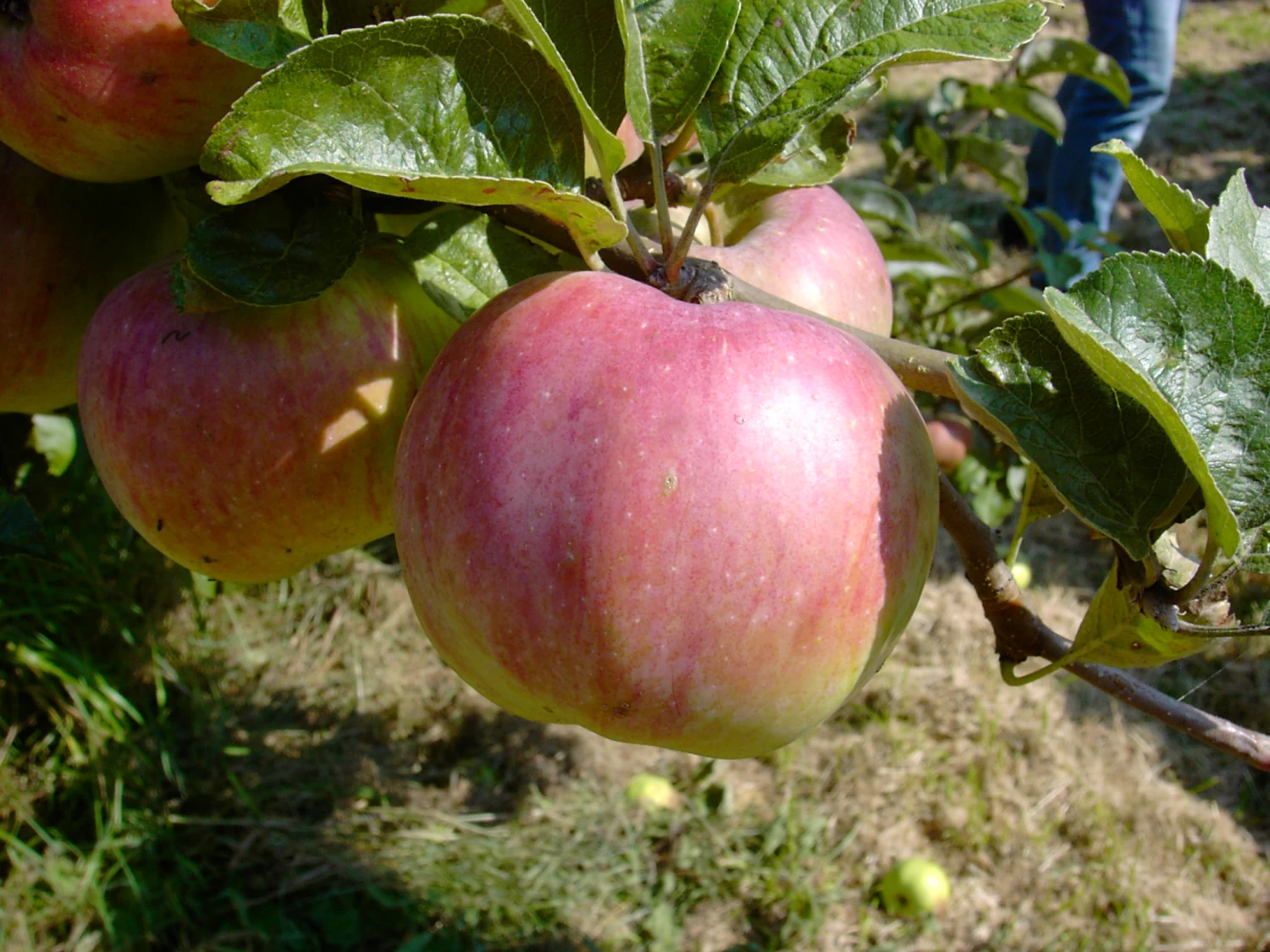 Ontario Malus Domestica 3 Ontario Malus Domestica