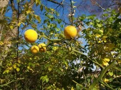 Dreiblättrige Orange Poncirus Trifoliata -Pflanzensamenladen PONCIRUS trifoliata