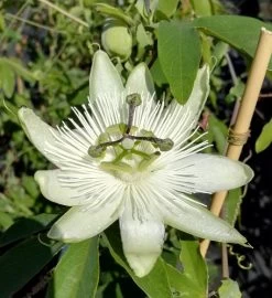 Passionsblume `Snow Queen´ Passiflora `Snow Queen´