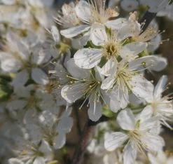 Pflausich Prunus Domestica `Pflausich´ -Pflanzensamenladen Pflausich Bl te1