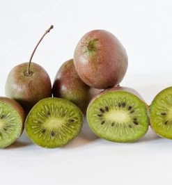 Großfrüchtige Bayern-Kiwi `Pink Jumbo´ Actinidia Arguta `Pink Jumbo´