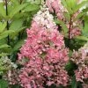 Rispenhortensie Pinky Winky ® Hydrangea Paniculata `Pinky Winky´ 2 Rispenhortensie Pinky Winky ® Hydrangea Paniculata `Pinky Winky´ -Pflanzensamenladen Pinky Winky Hortensie