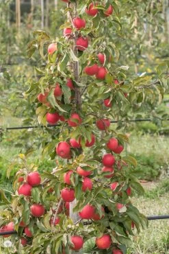 Pinova ® Malus Domestica 11 Pinova ® Malus Domestica -Pflanzensamenladen Pinova am Baum