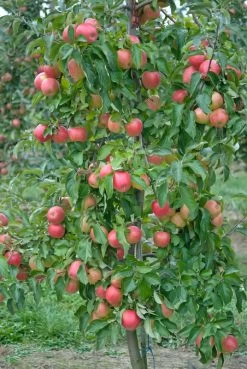 Pinova ® Malus Domestica 10 Pinova ® Malus Domestica -Pflanzensamenladen Pinova3