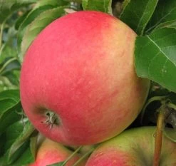 Pinova ® Malus Domestica