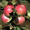 Säulenapfel `Pompink Ⓢ´ Malus Domestica `Pompink Ⓢ´ -Pflanzensamenladen Pompink