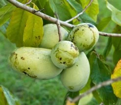 Veredelte Indianerbanane (Paw Paw) `Prima 1216´ (40-60cm) Asimina Triloba `Prima 1216´