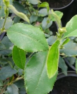 Chinesische Quitte / Holzquitte Pseudocydonia Sinensis -Pflanzensamenladen Pseudonya sinensis chinesische Quitte