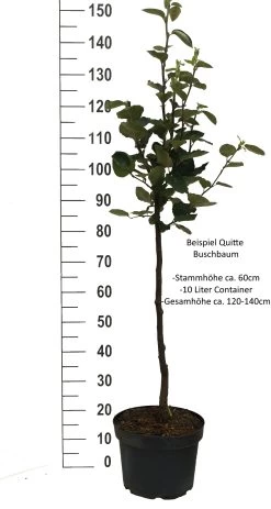 Tafelquitte Ayva® - Süßquitte, Kann Roh Verzehrt Werden Cydonia `Ayva´ -Pflanzensamenladen Quitte Beispiel buschbaum weissImdh31j9LTI8X