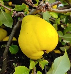 Chinesische Quitte / Holzquitte Pseudocydonia Sinensis -Pflanzensamenladen Quitte Holzquitte