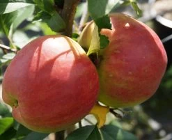 Rebella ® Malus Domestica -Pflanzensamenladen RebellaJzAGDJsc1LAKH