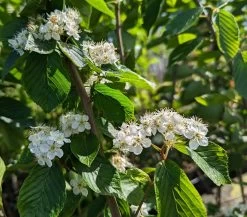Erlenblättrige Eberesche `Red Bird´ Sorbus Alnifolia `Red Bird´ -Pflanzensamenladen Red Bird 1