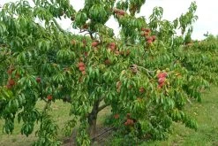 Pfirsich Red Haven Prunus Persica `Red Haven´ 12 Pfirsich Red Haven Prunus Persica `Red Haven´ -Pflanzensamenladen Red HAven Baum