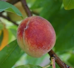 Pfirsich Red Haven Prunus Persica `Red Haven´ 13 Pfirsich Red Haven Prunus Persica `Red Haven´ -Pflanzensamenladen Red Haven