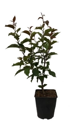 Säulenzierapfel "Red Obelisk" Malus `Red Obelisk´ -Pflanzensamenladen Red Obelisk12