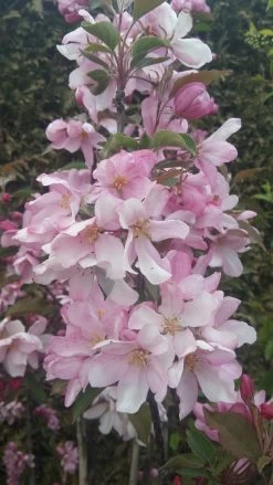 Säulenzierapfel "Red Obelisk" Malus `Red Obelisk´ -Pflanzensamenladen Red Obelisk5728ab6c725bc