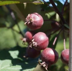 Säulenzierapfel "Red Obelisk" Malus `Red Obelisk´ -Pflanzensamenladen Red Obelisk5b3b7e7a79821