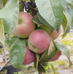 Säulenapfel `Red River´ Malus Domestica `Red River´ -Pflanzensamenladen Red River