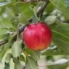 Reglindis ® Malus Domestica `Reglindis´ -Pflanzensamenladen ReglindisQAqIaLlre5f6L