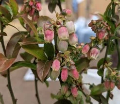 Heidelbeere - Reka Vaccinum Corymbosum `Reka´ -Pflanzensamenladen Reka Bl te