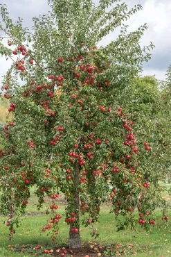Rewena ® Malus Domestica -Pflanzensamenladen Rewena