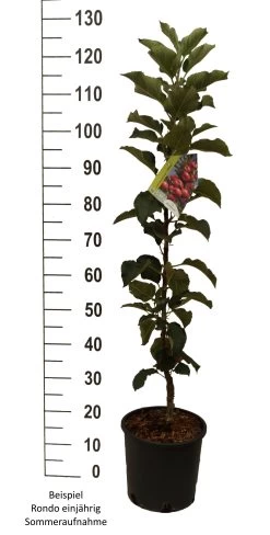 Säulenapfel `Rondo´ Malus Domestica `Rondo´ -Pflanzensamenladen Rondo einj hrig weiss