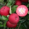 Rosette® Malus Domestica -Pflanzensamenladen Rosette
