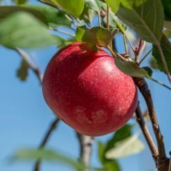 Rosette® Malus Domestica -Pflanzensamenladen Rosette 2