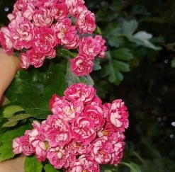 Rotdorn `Pauls Scarlet´ Crataegus Laevigata `Pauls Scarlet´ -Pflanzensamenladen Rotdorn bl te