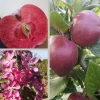 Rotfleischiger Apfel Malus Domestica 2 Rotfleischiger Apfel Malus Domestica -Pflanzensamenladen Rotflischiger Apfel collage