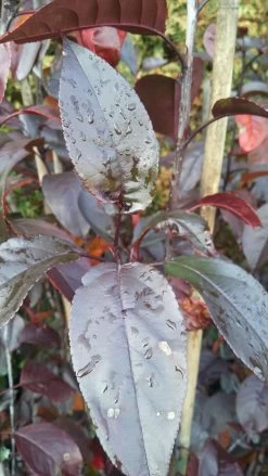 Zierapfel Royalty Malus `Royalty´ -Pflanzensamenladen Royalty