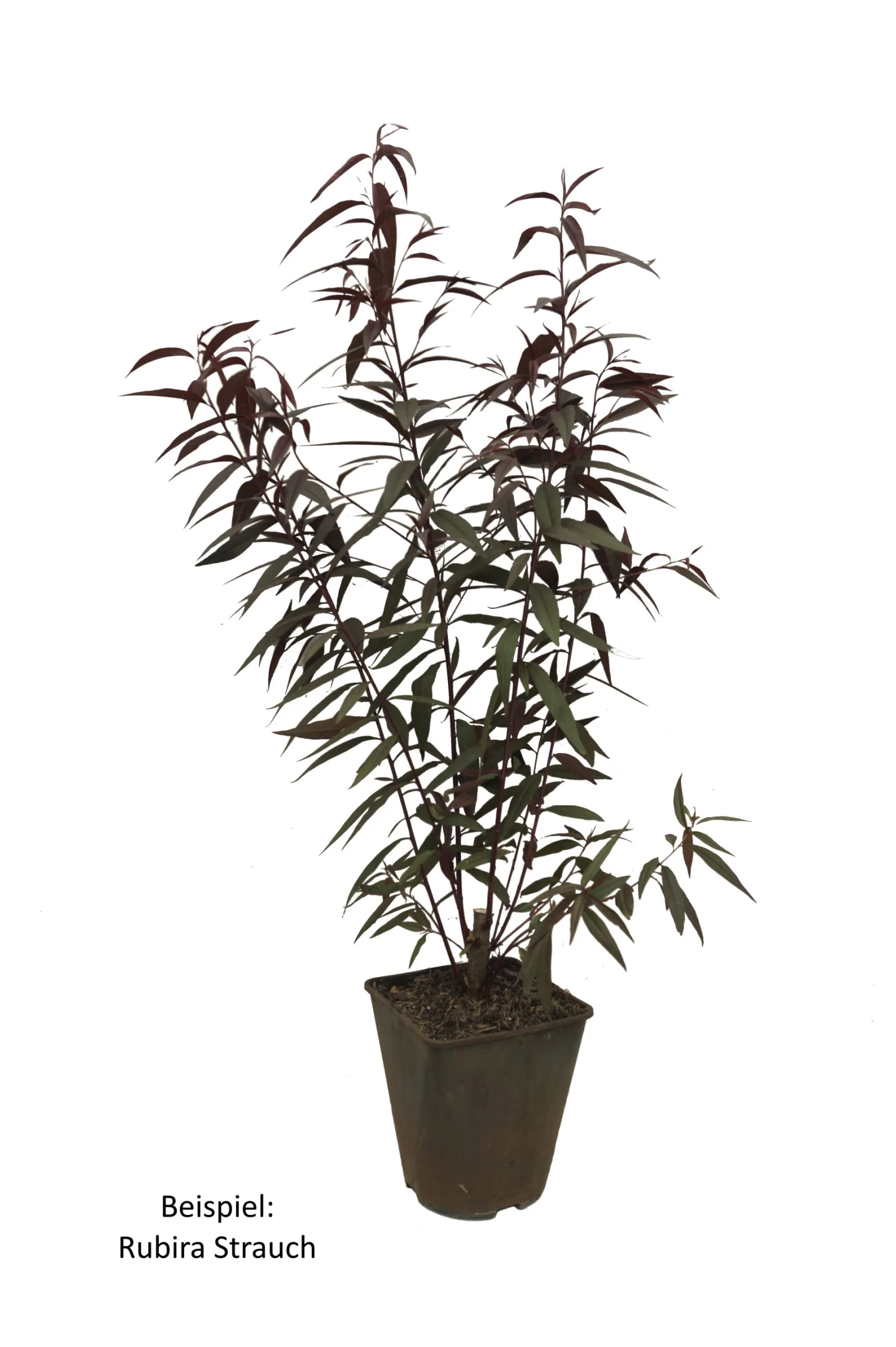 Blutpfirsich `Rubira´, Rotlaubig Prunus Persica `Rubira´ 4 Blutpfirsich `Rubira´, Rotlaubig Prunus Persica `Rubira´ – Bild 2