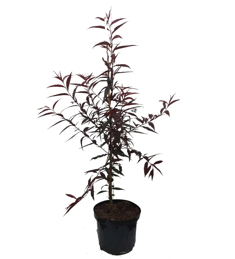 Blutpfirsich `Rubira´, Rotlaubig Prunus Persica `Rubira´ 3 Blutpfirsich `Rubira´, Rotlaubig Prunus Persica `Rubira´