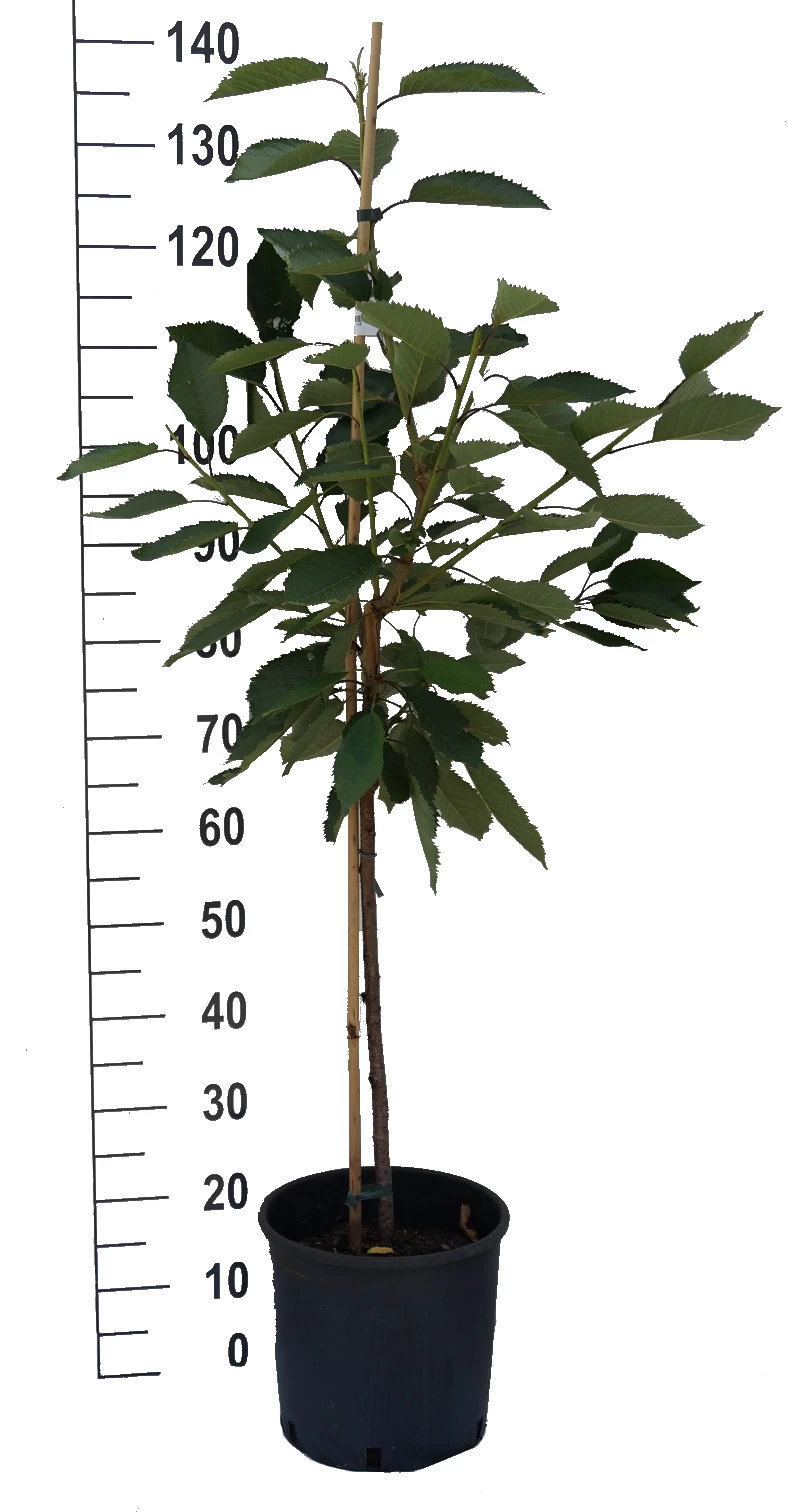 Oktavia Prunus Avium `Oktavia´ 4 Oktavia Prunus Avium `Oktavia´ – Bild 3