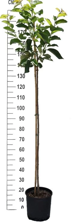 Hedelfinger Riesenkirsche Prunus Avium `Hedelfinger Riesenkirsche´ -Pflanzensamenladen S sskirsche Beispiel HalbstammNNXIGBEBNFkxs