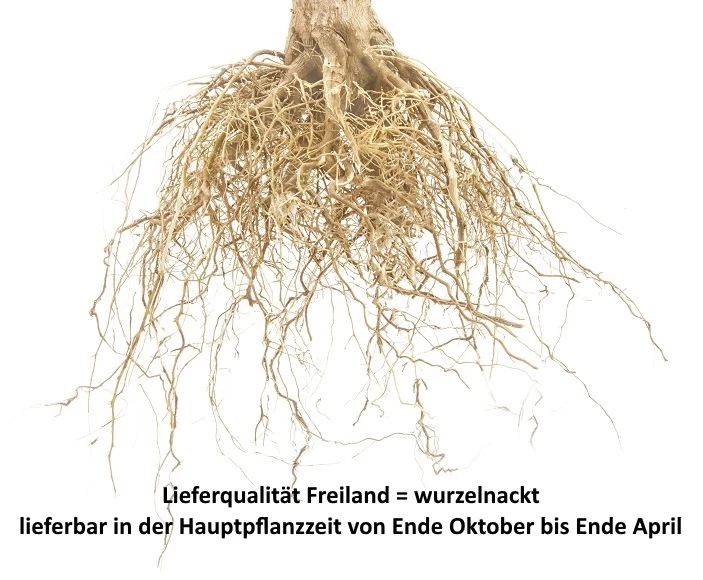 Süßkirsche `Tamara´ Prunus Avium 7 Süßkirsche `Tamara´ Prunus Avium – Bild 5